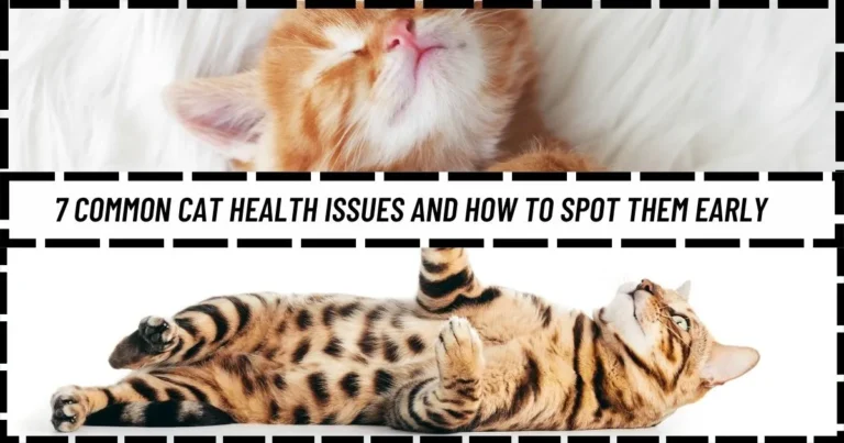 7 Common Cat Health Issues and How to Spot Them Early