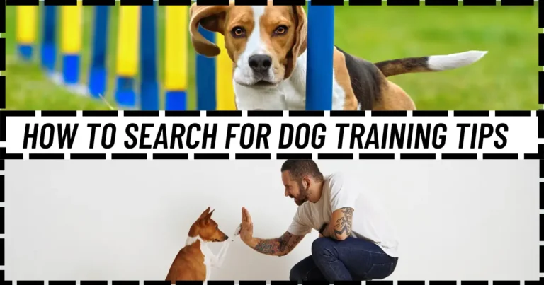 How to Search for Dog Training Tips: Your Ultimate Guide to Getting Started with Your Dog