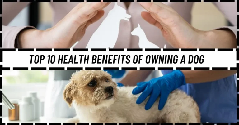 Top 10 Health Benefits of Owning a Dog