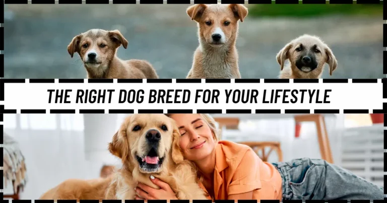 How to Choose the Right Dog Breed for Your Lifestyle: A Comprehensive Guide