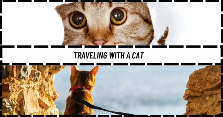 Traveling with a Cat: Stress-Free Tips for Pet Parents