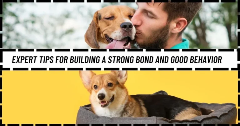 Training Your Dog: Expert Tips for Building a Strong Bond and Good Behavior